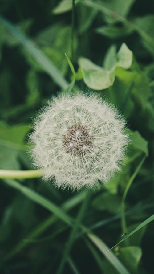 Free A delicate dandelion seed head amidst vibrant green leaves, captured from above. Stock Photo