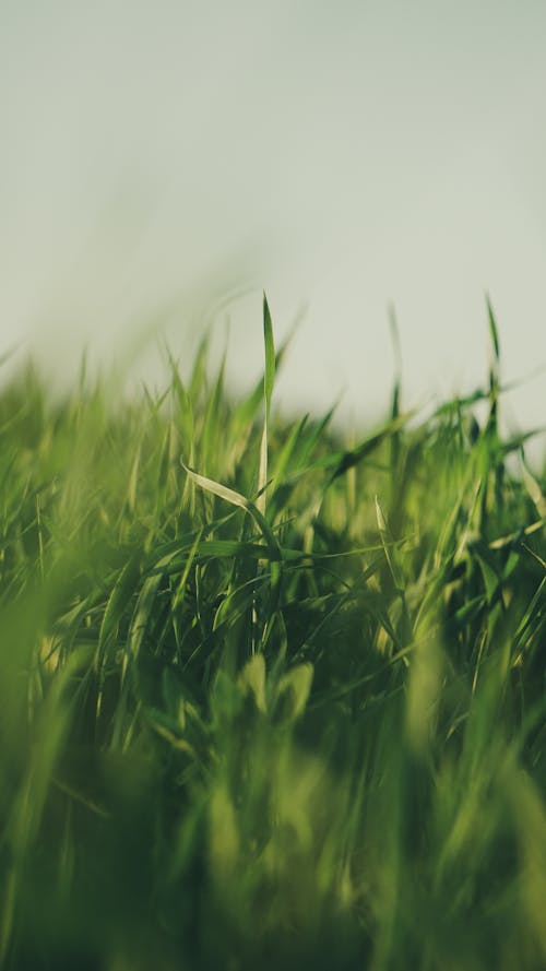 Бесплатное стоковое фото с вертикальный выстрел, зеленая трава, крупный план