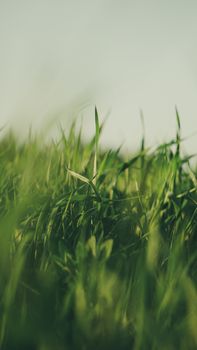 Close-up shot of vibrant green grass blades, perfect for nature-themed projects.
