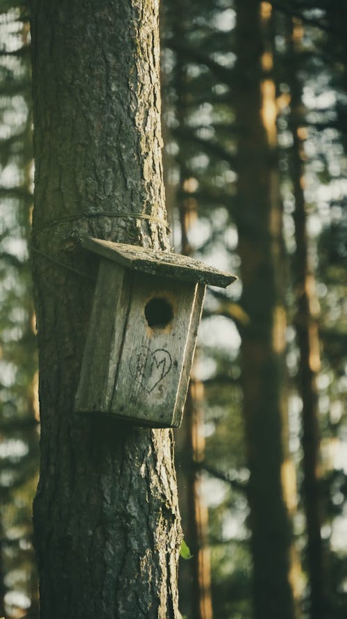 Brown Wooden Birdhouse on the Tree Trunk