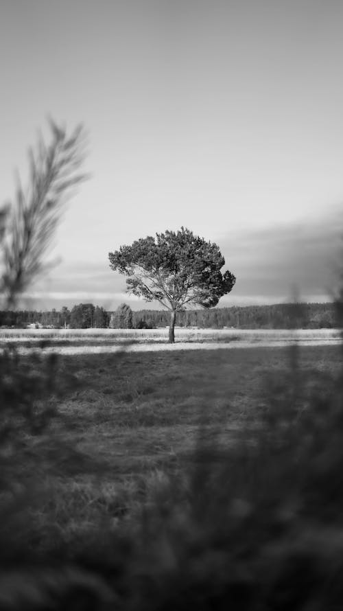 Grayscale Photo of Tree on the Field