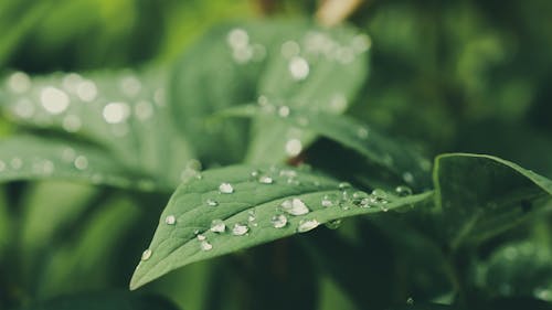Free stock photo of drop, green, leaf