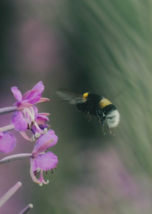 Free stock photo of bee, bumblebee, flower