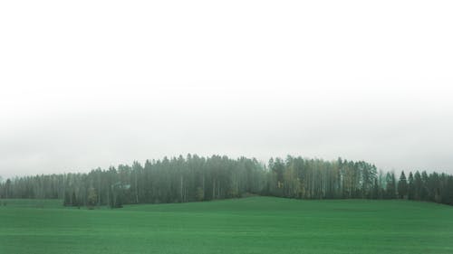 Free stock photo of field, fog, forest
