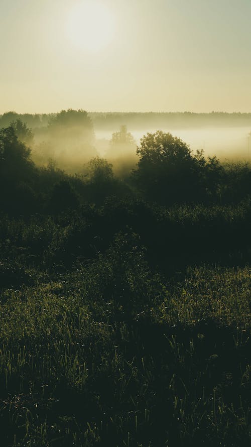 Free stock photo of fog, green, nature