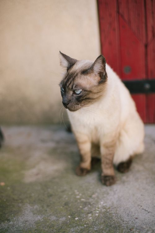 Free Siamese cat with blue eyes sits peacefully on a rustic concrete floor in front of a red wooden door. Stock Photo