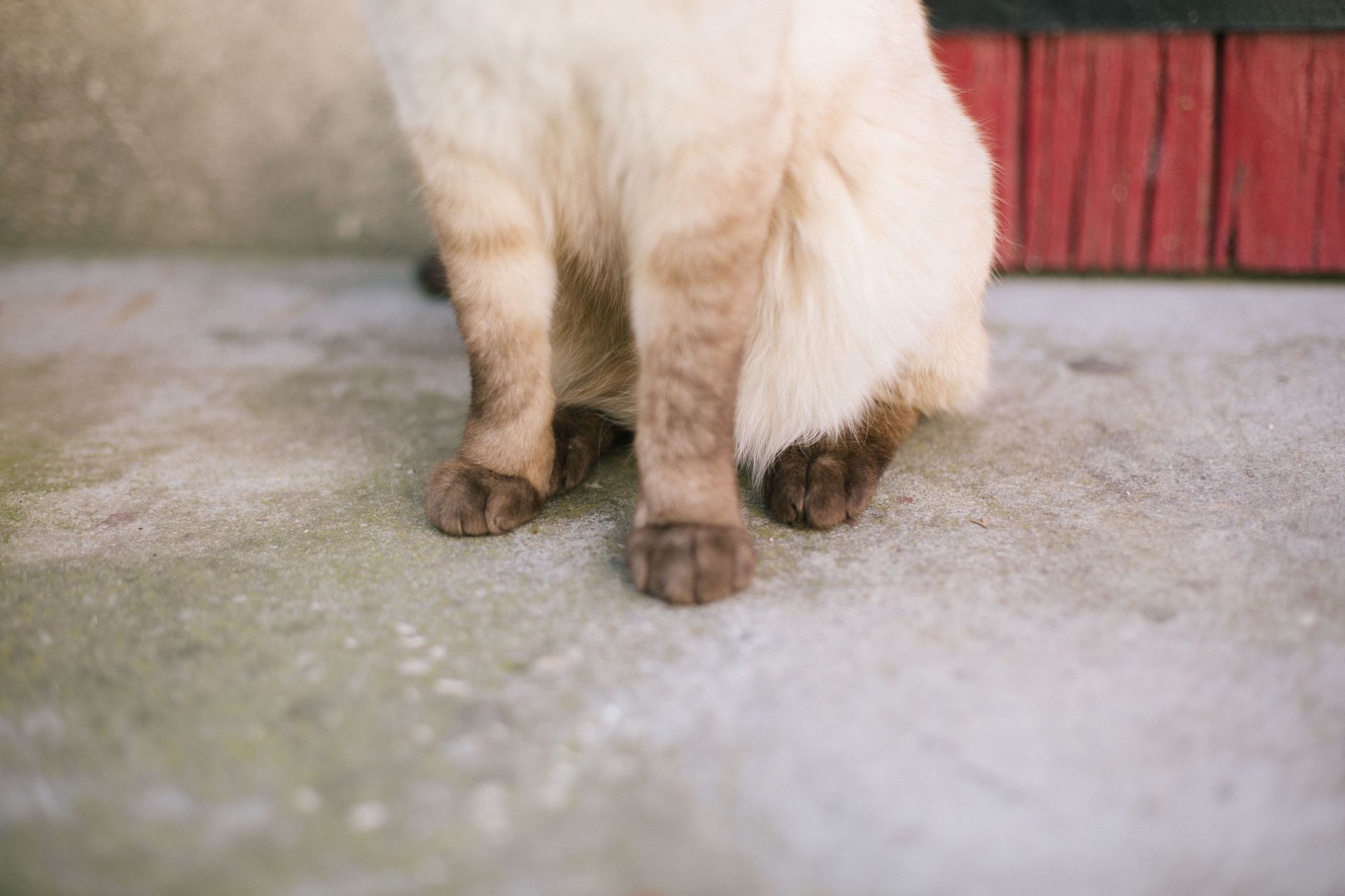 Close-up of a Siamese cat's paws and lower body sitting on concrete floor.