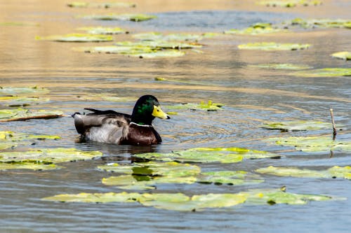Mallard Duck on the Water