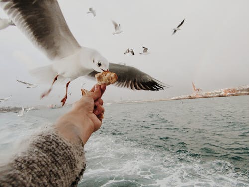 A Person Holding a Bread