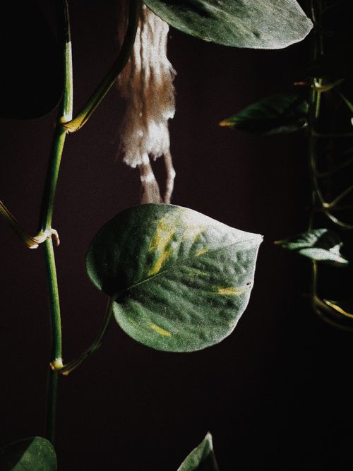 Free Moody close-up of dark green leaves with dramatic lighting, highlighting texture and detail. Stock Photo