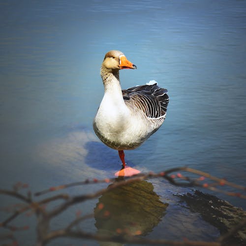 Foto profissional grátis de água, cor, ganso