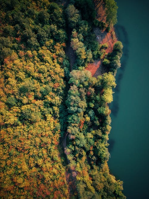 Aerial View of Trees Near a Body of Water