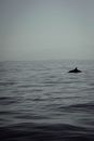 Black Whale on Blue Sea