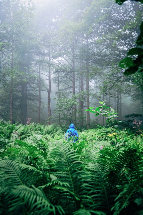 Fotos de stock gratuitas de árboles verdes, bosque, chaqueta azul