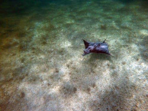Underwater Photography of Black Stingray 