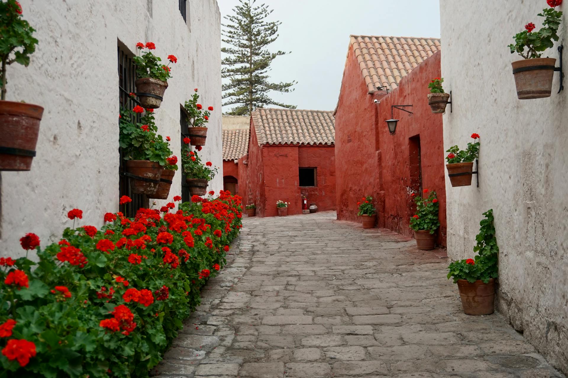 A picturesque alley lined with vibrant red geraniums at Santa Catalina Monastery.