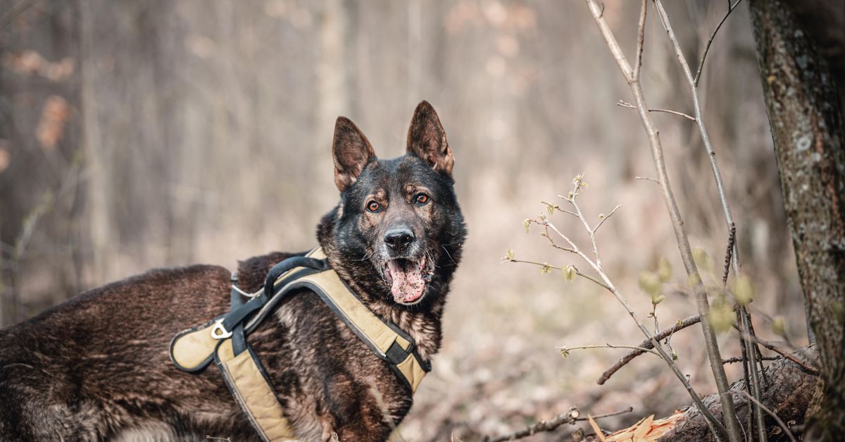 A German Shepherd in the Forest A German Shepherd in the Forest / German Shepherd Harnesses