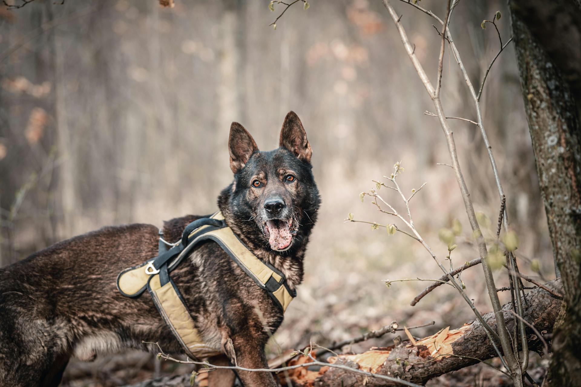 En schäferhund i skogen