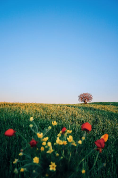 Foto d'estoc gratuïta de camp d'herba, camp verd, cel blau