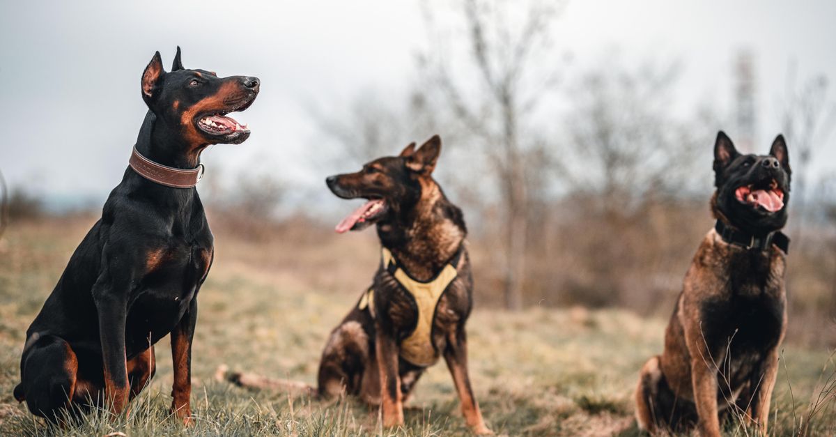 wardogs