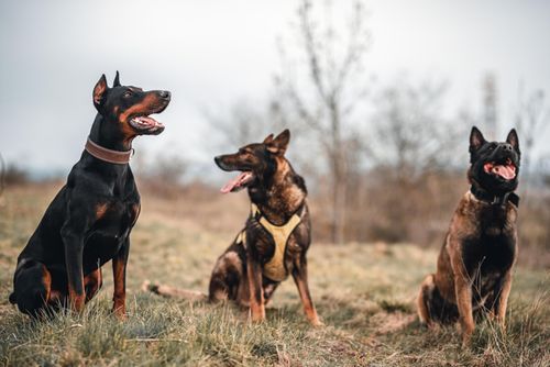 Free Three purebred dogs sitting outdoors in a grassy field in Slovakia. Stock Photo