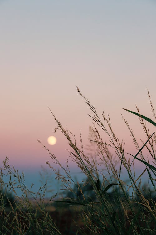 Green Grass Under White Sky at Sunset · Free Stock Photo