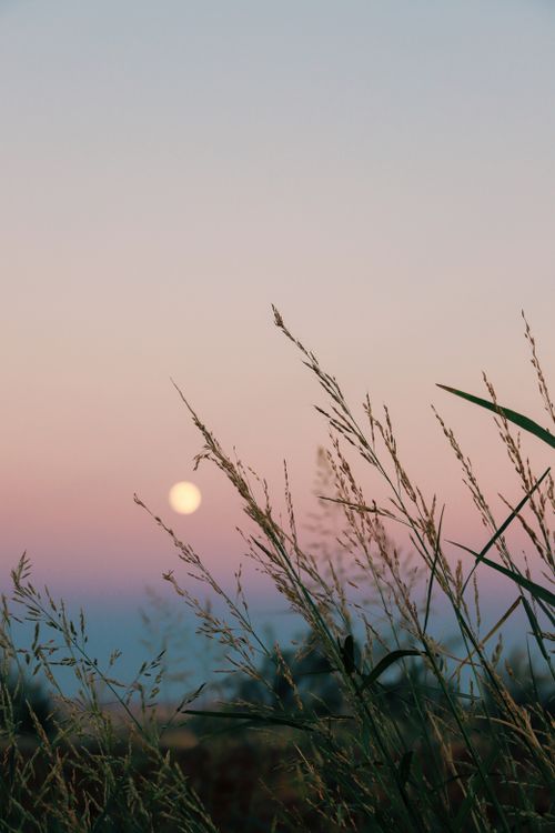 Free Tranquil scene of tall grasses under a colorful sunset sky with the moon rising. Stock Photo