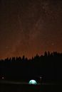 Silhouette of Trees Under Starry Night