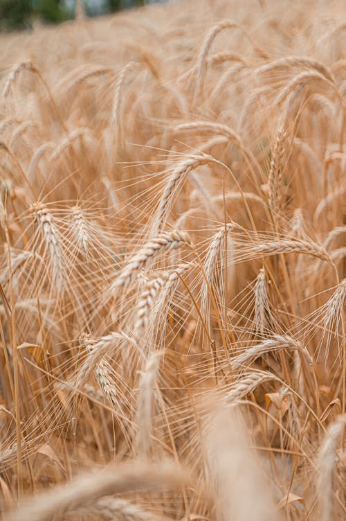 Foto d'estoc gratuïta de agricultura, blat, cereal