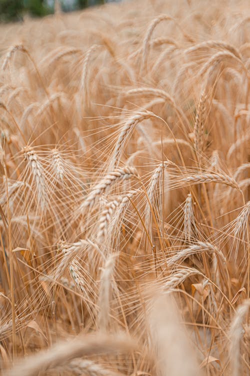 Ingyenes stockfotó búza, farm, gabona témában