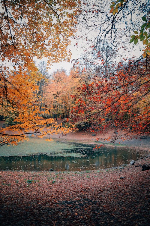 Fotos de stock gratuitas de agua, árboles de otoño, caer
