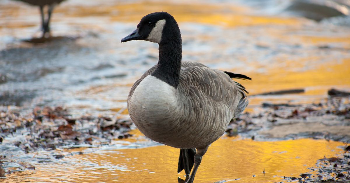 A Canadian goose standing in shallow water during sunset in Greenville, SC.