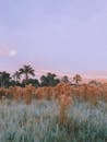 Green and Brown Grass Field Under White Clouds