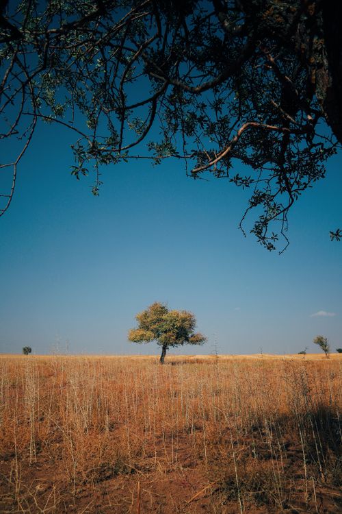 Free A solitary tree stands in a vast golden field under a clear blue sky, evoking serenity. Stock Photo