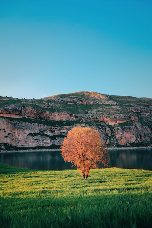 Foto d'estoc gratuïta de a l'aire lliure, arbre, camp d'herba