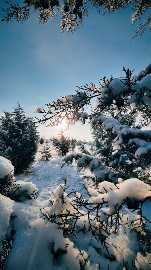 Fotos de stock gratuitas de clima helado, de cerca, invierno