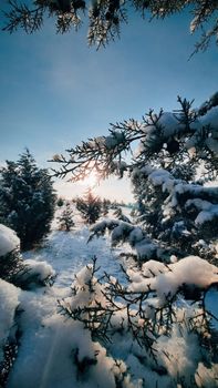 A tranquil winter scene captures snow-covered pine trees under a clear blue sky.