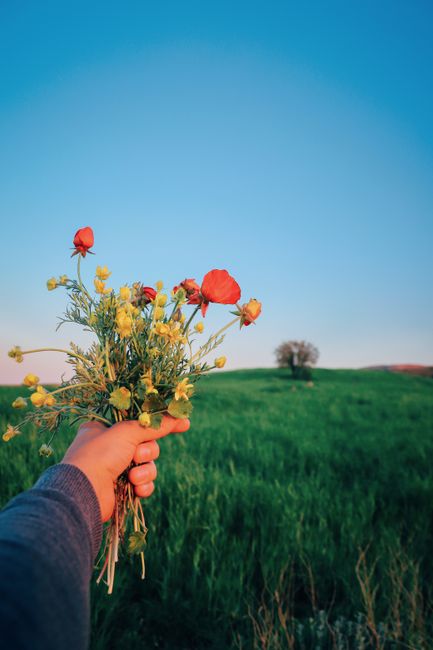A hand holding a bouquet of wildflowers against a vibrant green field under a blue sky.