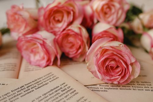 Free Beautiful pink roses placed on open books, creating a romantic and literary scene. Stock Photo