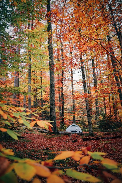 Tent pitched in a colorful autumn forest