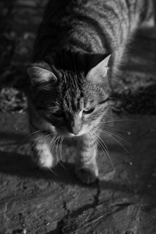 A Grayscale Photo of a Tabby Cat
