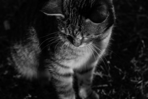 Free Black and white close-up of a tabby cat with prominent whiskers outdoors. Stock Photo