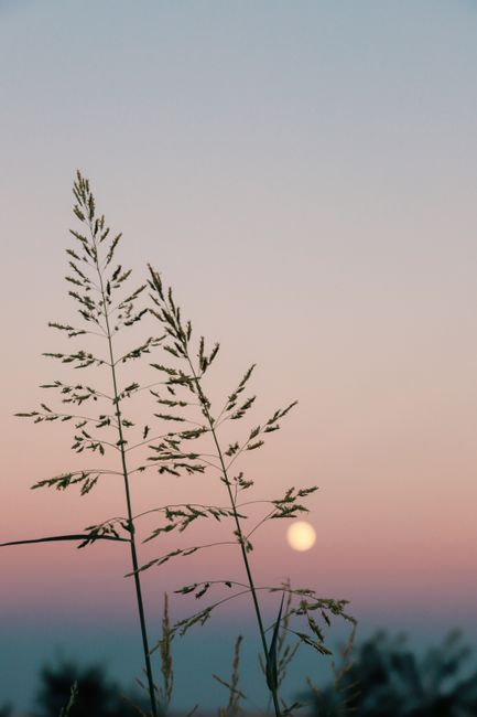 Serene summer sunrise with tall grass silhouetted against a pastel sky, perfect for tranquil and natural themes.