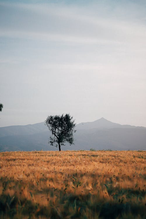 Free A Tree in a Serene Landscape Stock Photo
