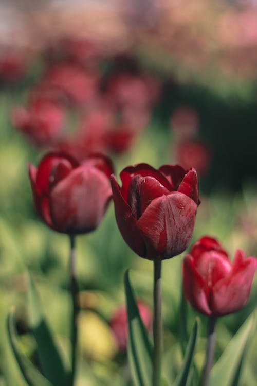 A Close-Up Shot Red Tulips 