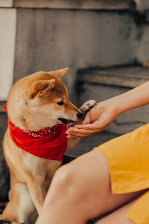 A Dog Touching a Person's Hand
