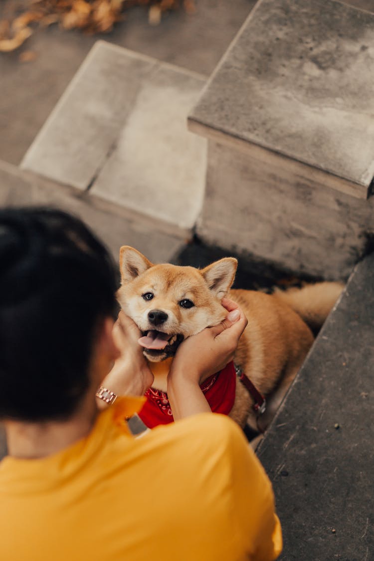 A Person Holding A Dog's Face