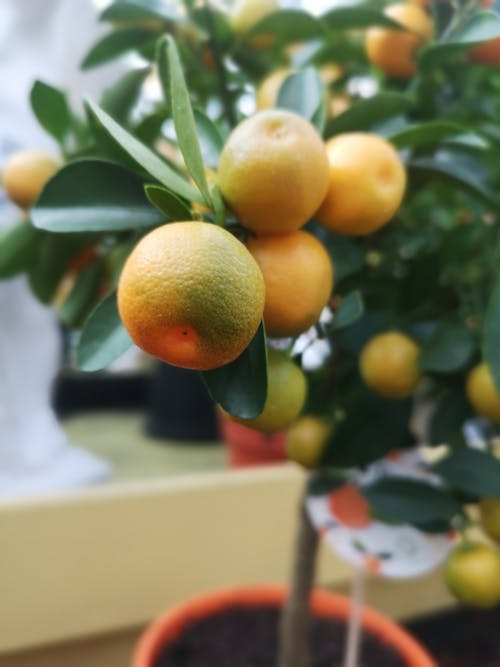 A Close-Up Shot of an Orange Fruit Tree