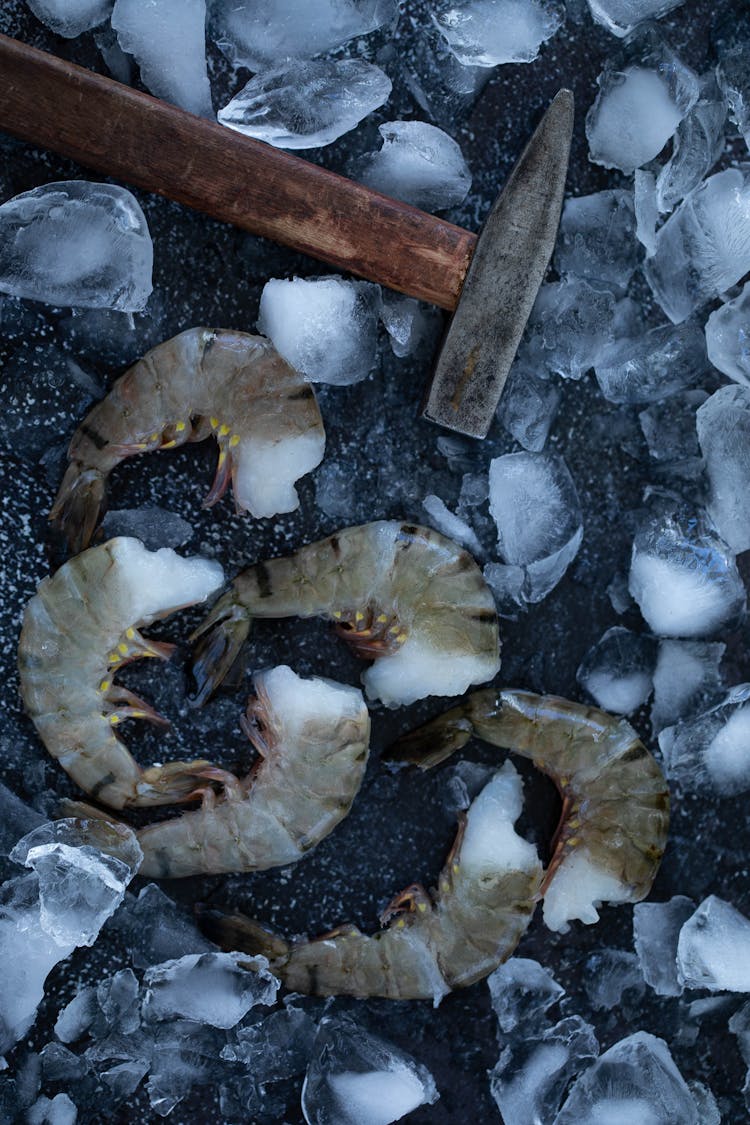 Shrimps Among Shards Of Ice Near Hammer