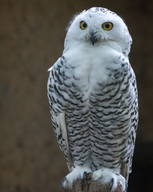Free Close-up of a snowy owl (Bubo scandiacus) with striking eyes perched outdoors. Stock Photo
